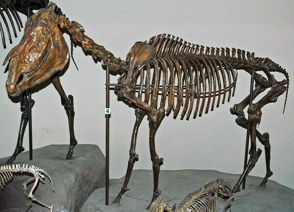 Fossil Hagerman Gorse skeleton from the Pliocene of Idaho at the Carnegie Museum of Natural History.  Photo by James St. John - Creative Commons License